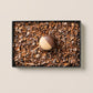 - Chocolate / Pistachio / Coffee / Blood orange / Creme brulee / Earl grey prune -（6個入）