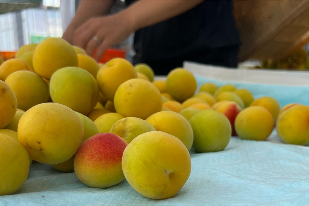 厳選素材コラボシリーズ4