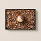 - Chocolate -（6個入）